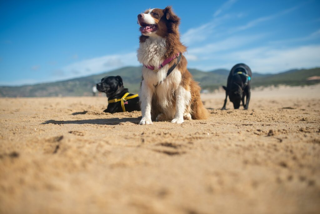 Dog Friendly Walks, Beaches, Parks & Cafes in the Illawarra & Wollongong