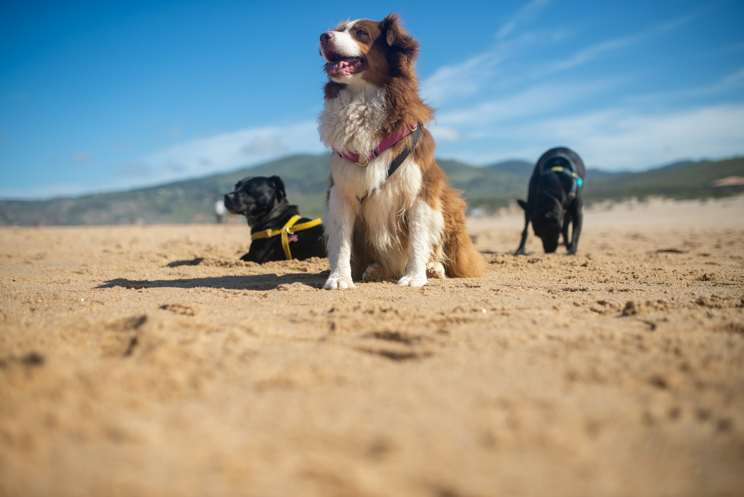 Dog Friendly Walks Beaches Parks Cafes in the Illawarra