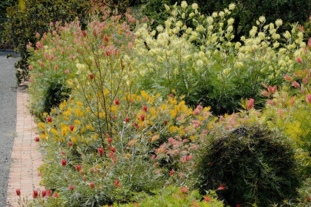 Open Days at Illawarra Grevillea Park Botanic Garden